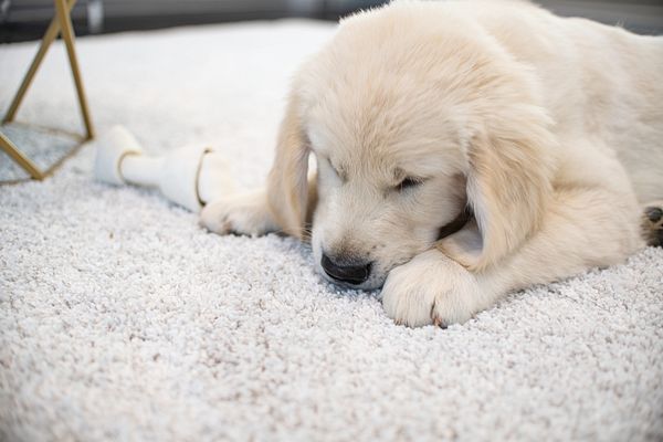 Best Carpet for Pets | Shaw Floors